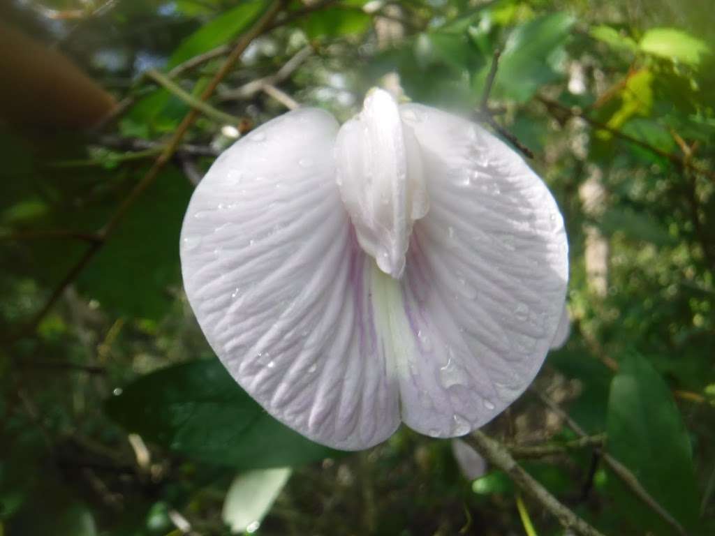 Barbara B. Pedersen Wildlife Preserve | 6609 N Scenic Hwy, Lake Wales, FL 33898, USA | Phone: (863) 678-1237