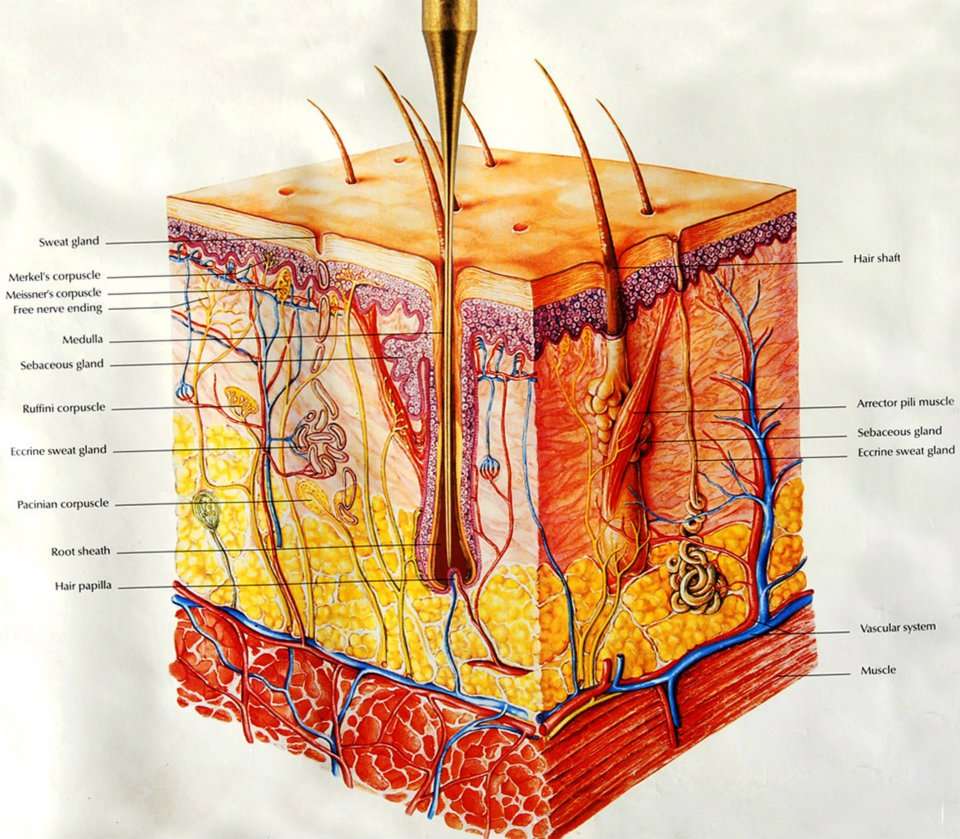 Electrolysis By Elena | 8603 Cermak Rd, Riverside, IL 60546, USA | Phone: (708) 443-5700