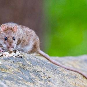 Big Ridge Rodent Control | 7060 W Garden Grove Blvd, Westminster, CA 92683, USA | Phone: (714) 266-3393