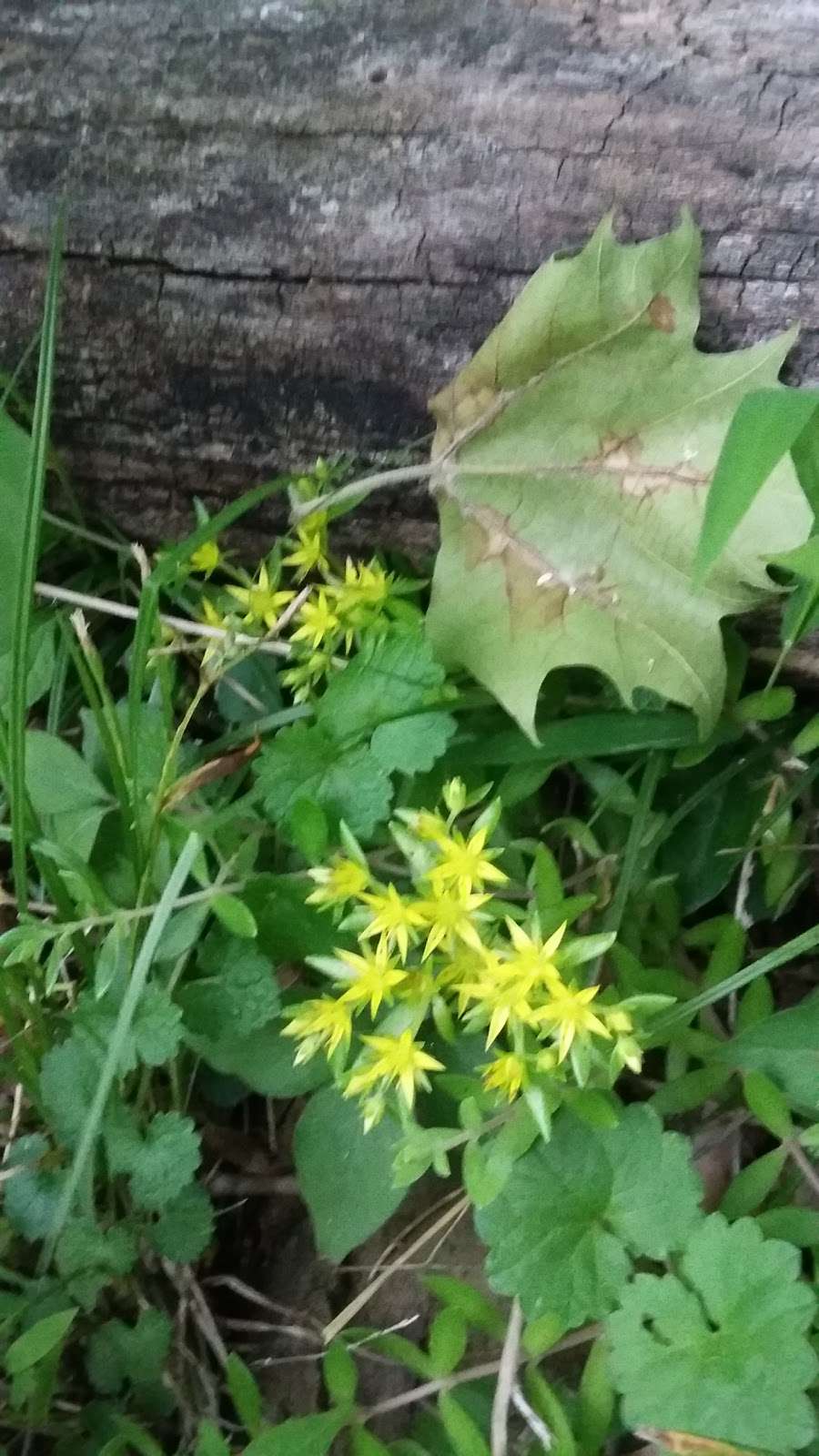 Bolivar Nature Park | 264 Jefferson St, Bolivar, WV 25425, USA Bolivar Nature Park | 264 Jefferson St, Bolivar, WV 25425, USA