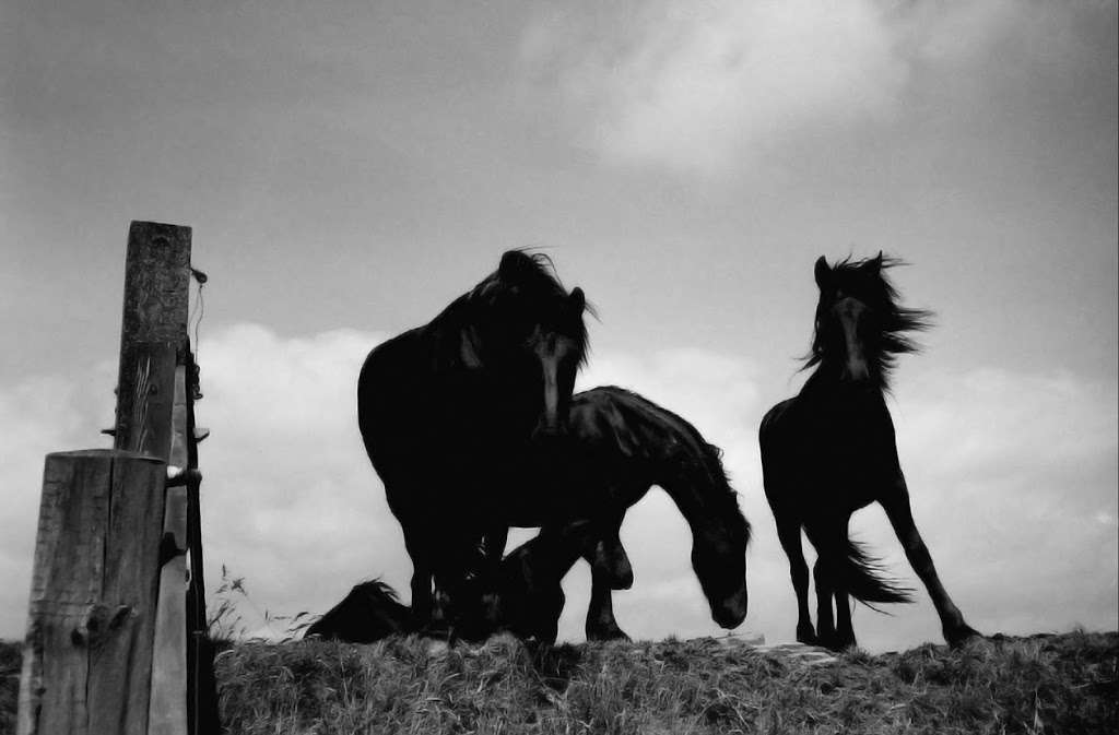 Premium Stable Mats | 9 Pugh Pl, Stanford-le-Hope SS17 8BL, UK | Phone: 07854 147252