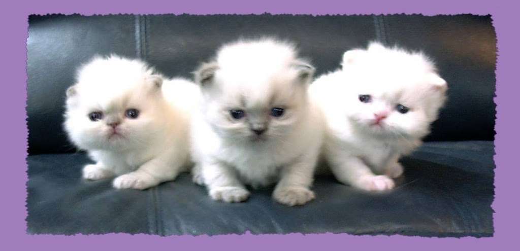 Starseekers Himalayan Kittens | 9 Shelley Dr, Hudson, NH 03051, USA | Phone: (603) 578-3922
