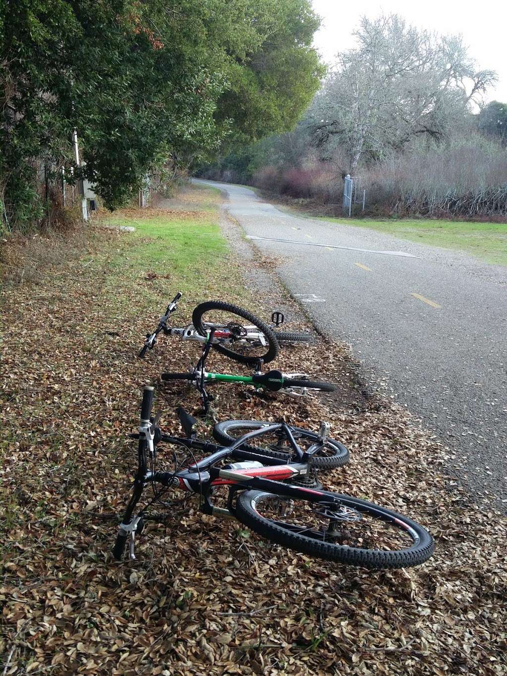 Jepson Laurel Tree | Sawyer Camp Recreation Trail, Burlingame, CA 94010, USA