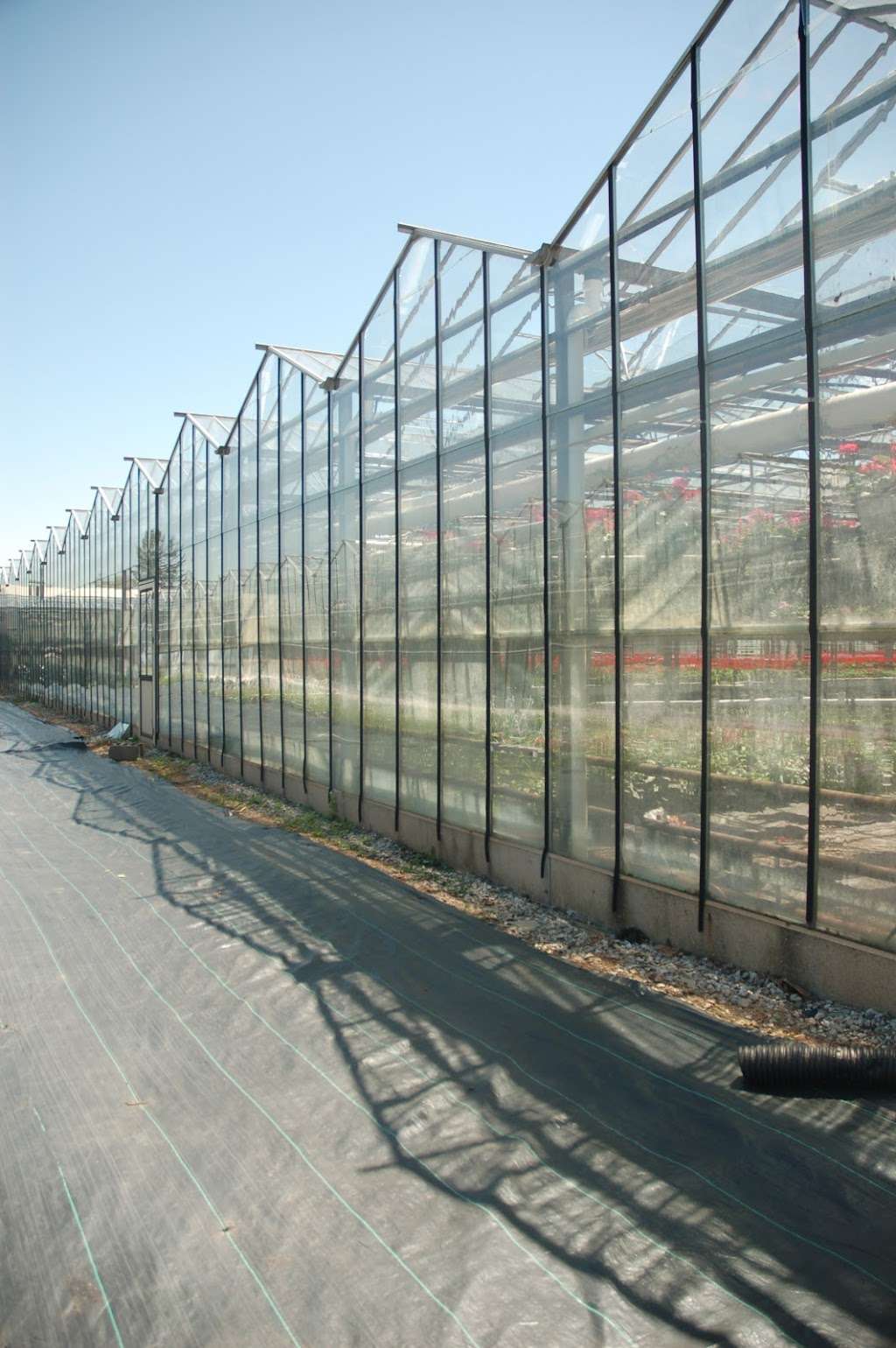 Hionis Greenhouses | 4 Coddington Rd, Whitehouse Station, NJ 08889 | Phone: (908) 534-7710