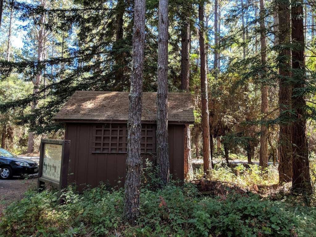 Henry Cowell Redwoods State Park Campground | 2591 Graham Hill Rd, Scotts Valley, CA 95060 | Phone: (831) 438-2396