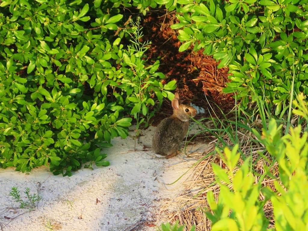 Theodore Roosevelt Nature Center, Jones Beach State Parks | Jones Beach Island, Wantagh, NY 11793, USA | Phone: (516) 780-3295