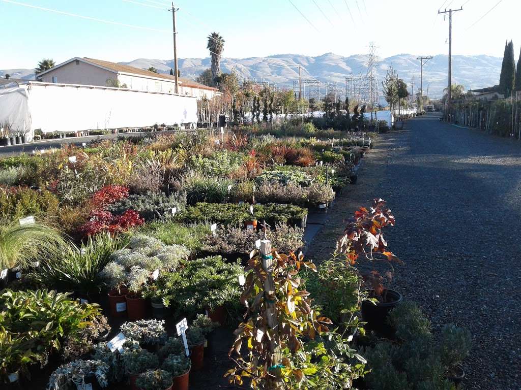 Capitol Wholesale Nursery, Inc. | 2938 Everdale Dr, San Jose, CA 95148, USA | Phone: (408) 239-0589