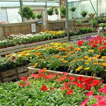 Knights Garden Centre - Betchworth Plant Centre | Station Rd, Betchworth RH3 7DF, UK | Phone: 01737 842099