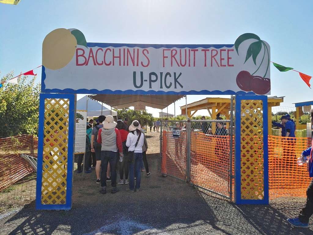 Bacchinis Fruit Tree | 2010 Walnut Blvd, Brentwood, CA 94513 | Phone: (925) 634-3645