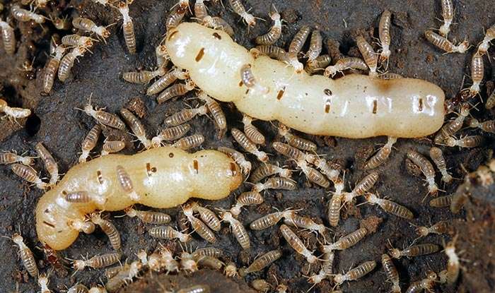 E&J Termite and Pest Control LLC | 434 Cooper St unit a, Beverly, NJ 08010, USA | Phone: (609) 239-5665 E&J Termite and Pest Control LLC | 434 Cooper St unit a, Beverly, NJ 08010, USA | Phone: (609) 239-5665