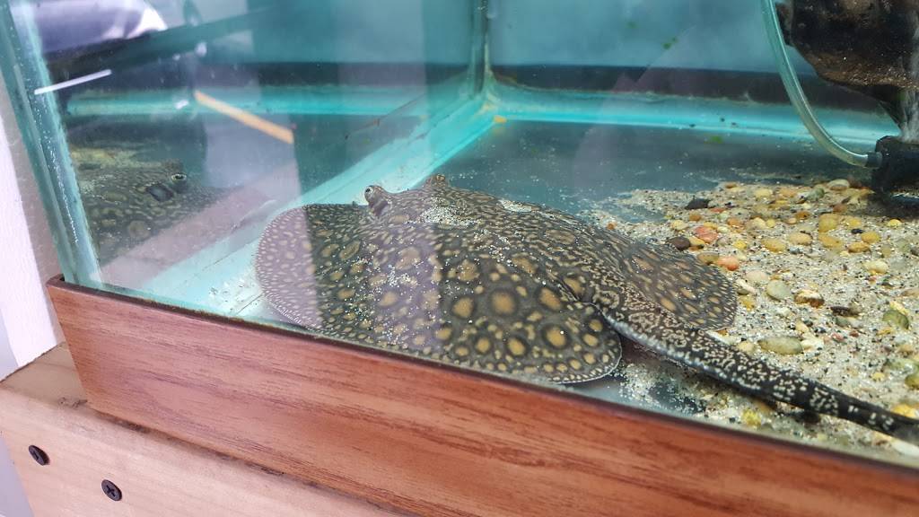 Quality Aquatics Pet Shop | Unit #4, 9205 Lexington Ave NE, Circle Pines, MN 55014, USA | Phone: (763) 780-3474 Quality Aquatics Pet Shop | Unit #4, 9205 Lexington Ave NE, Circle Pines, MN 55014, USA | Phone: (763) 780-3474