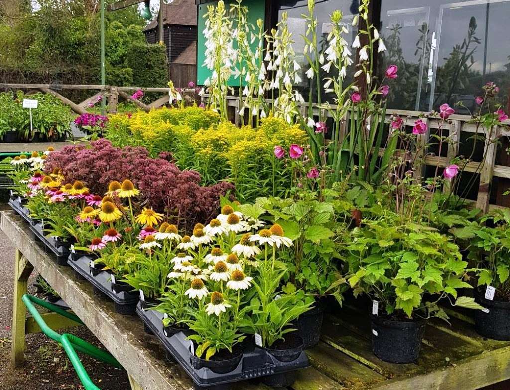 Barnes Nurseries | 46 Woodmansterne Ln, Wallington SM6 0SW, UK | Phone: 020 8647 8213