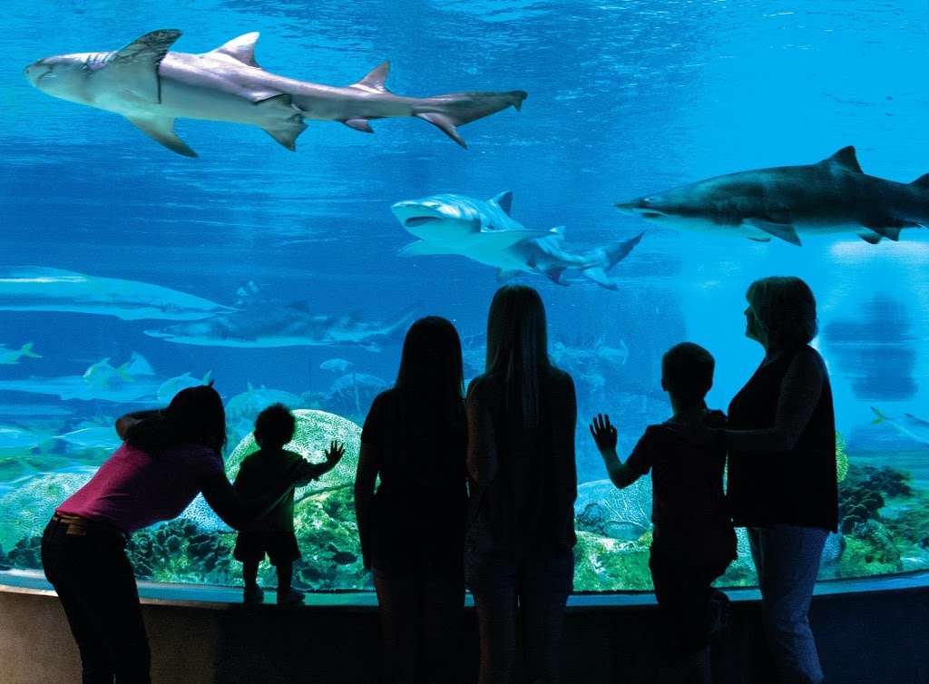 OdySea Aquarium | 9500 East Vía de Ventura Suite A-100, Scottsdale, AZ 85256, USA | Phone: (480) 291-8000