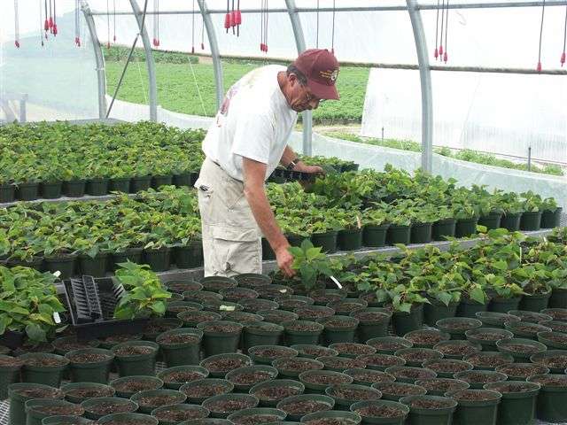 Dargoonian Farms | 23 Blanchard St, Andover, MA 01810, USA | Phone: (978) 475-1918