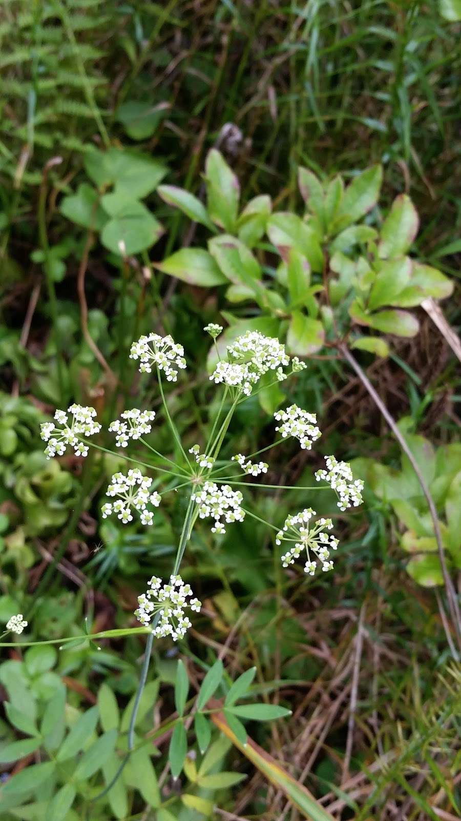 Suitland Bog Natural Area | 5904 Suitland Rd, Suitland, MD 20746, USA | Phone: (301) 627-7755