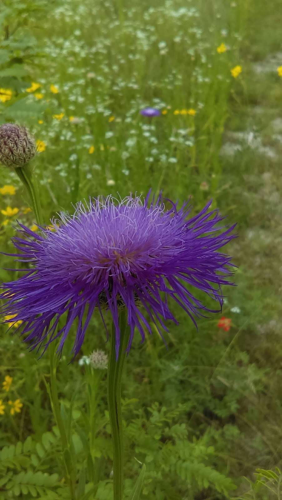 Bear Creek Nature Park | 1300 Bear Creek Rd, Lancaster, TX 75146, USA