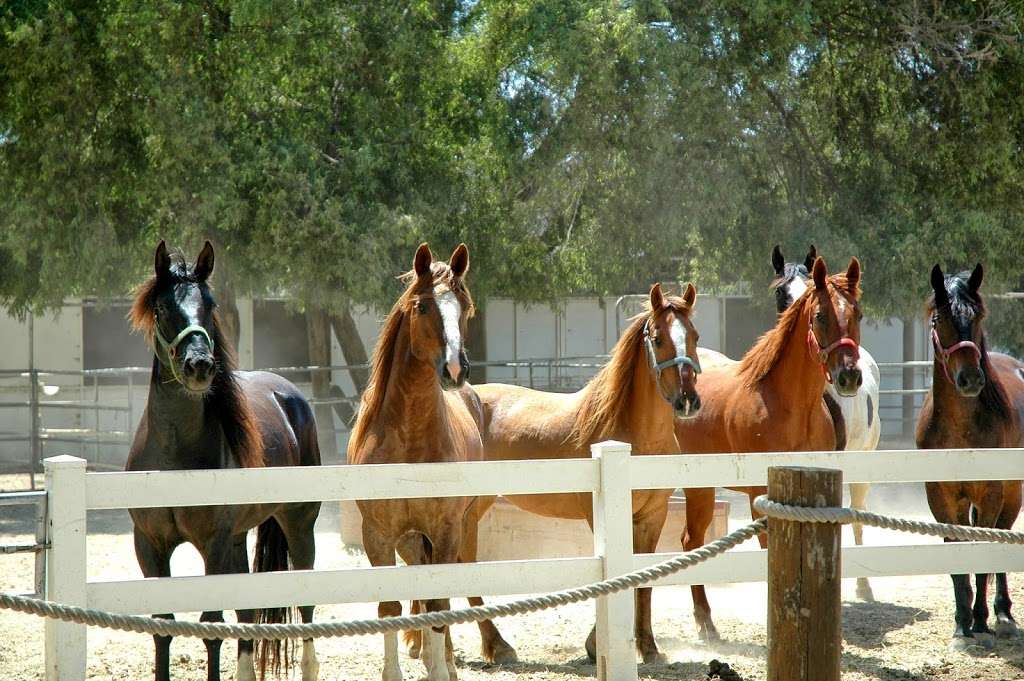 San Diego Beach Rides, Horse Rentals & Wagon Rides | 2606 Hollister St, San Diego, CA 92154, USA | Phone: (619) 947-3152