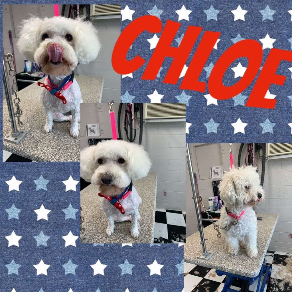 Good Boy Grooming | 5535 Roosevelt Ave suite 2, San Antonio, TX 78214 | Phone: (210) 709-7606