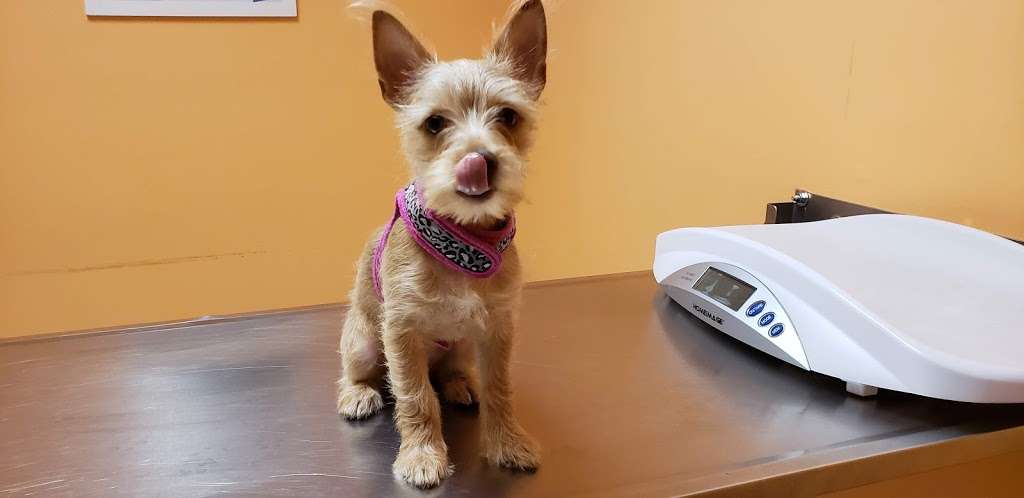 Ridge Road Animal Hospital | 44 Ridge Rd, North Arlington, NJ 07031, USA | Phone: (201) 955-6161