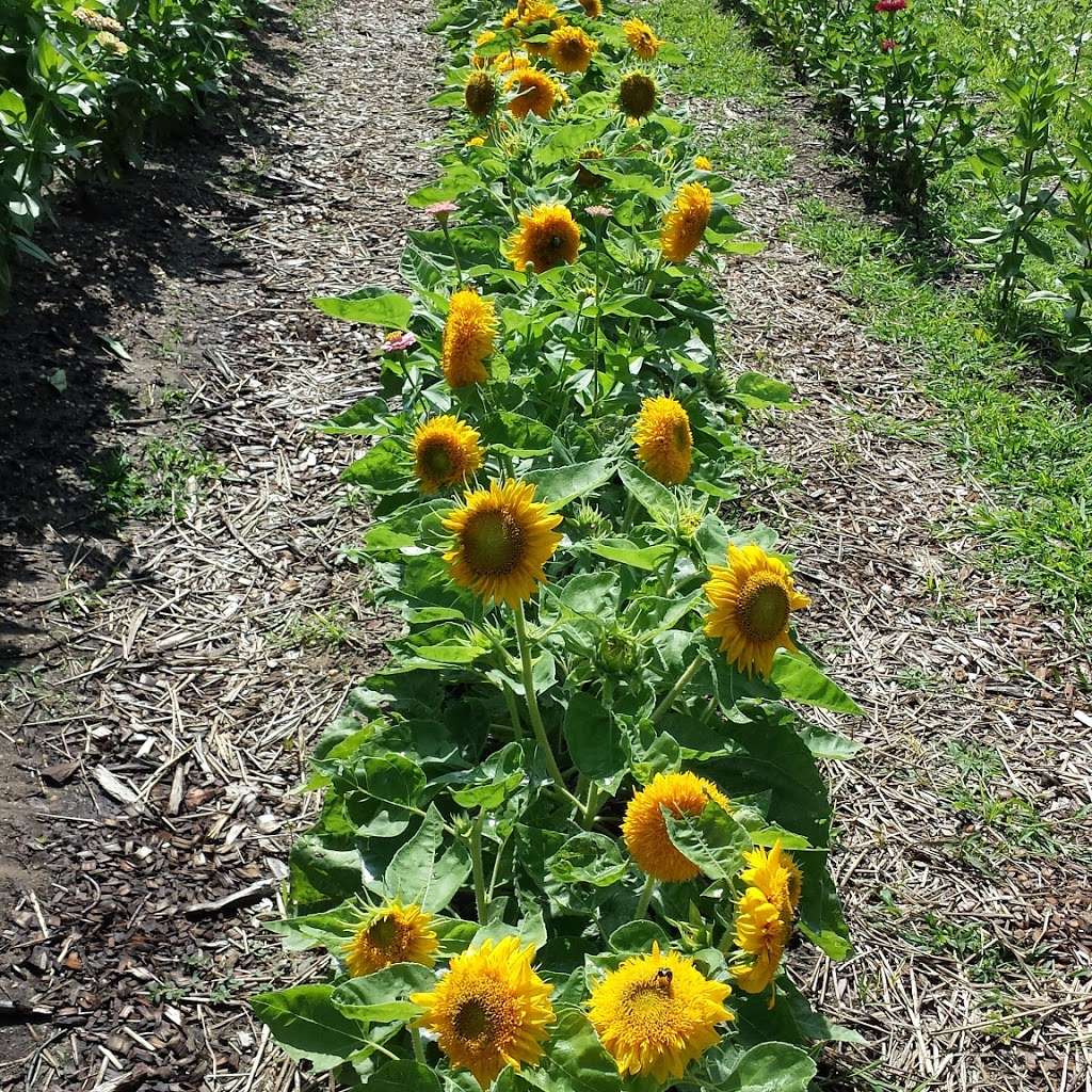 Flowers From the Farm, NJ | 318 Adelphia Rd, Farmingdale, NJ 07727 | Phone: (732) 740-9927