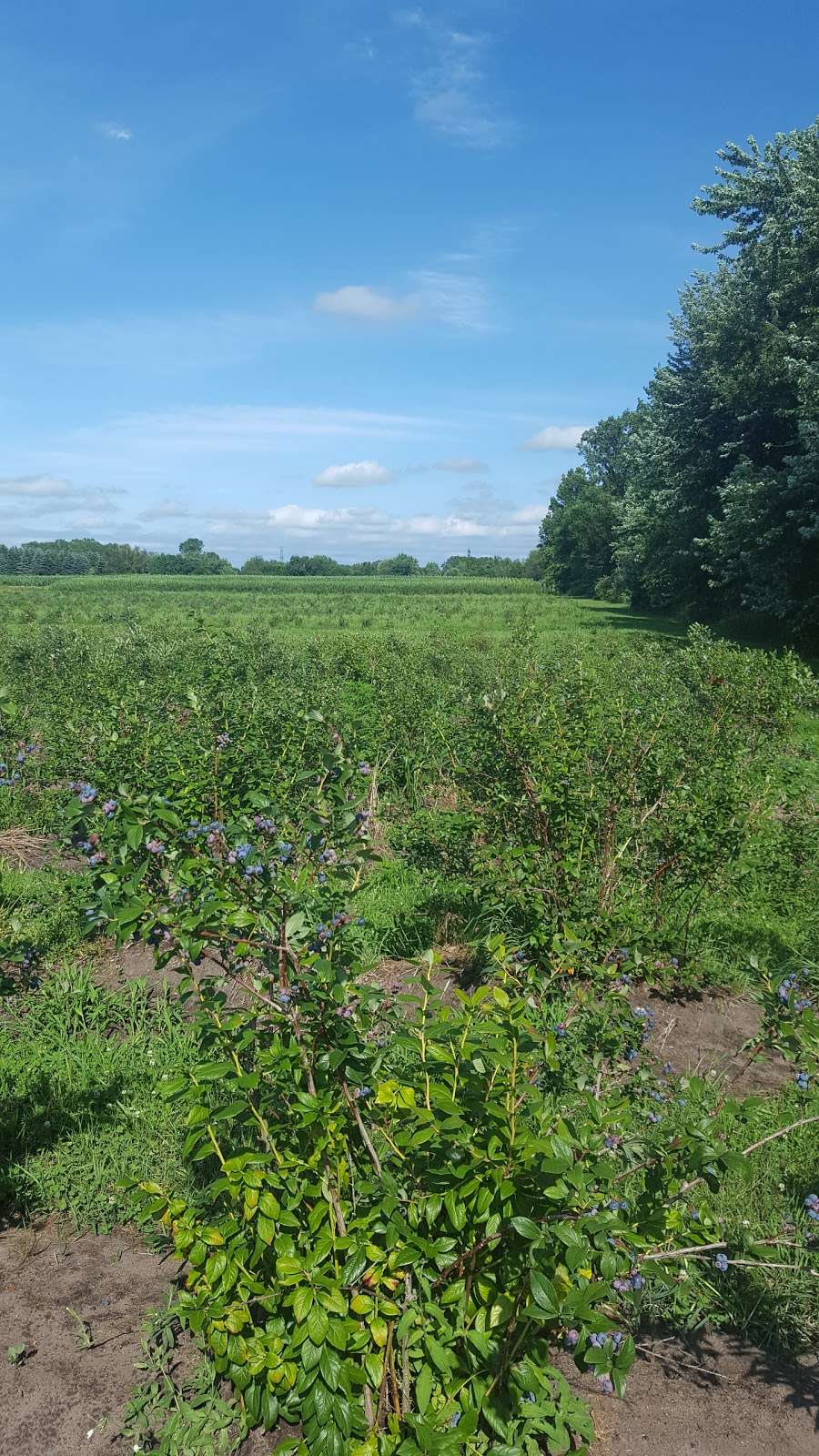 Starbucks Blueberry Farm | 9245 Gast Rd, Bridgman, MI 49106, USA | Phone: (269) 465-4745