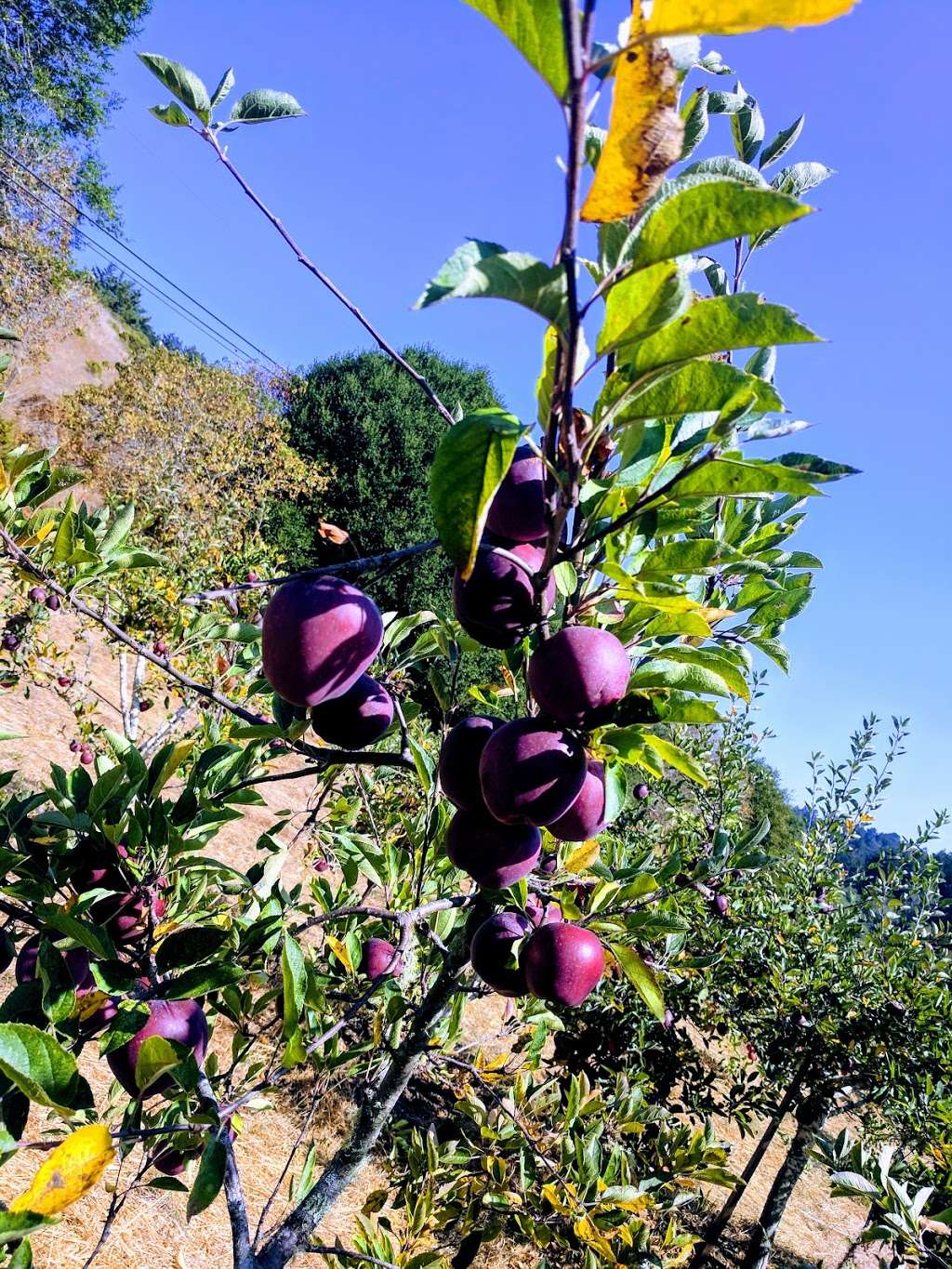 Swanton Pacific Ranch U-Pick Apples | 473-475 Swanton Rd, Davenport, CA 95017, USA | Phone: (831) 458-5410