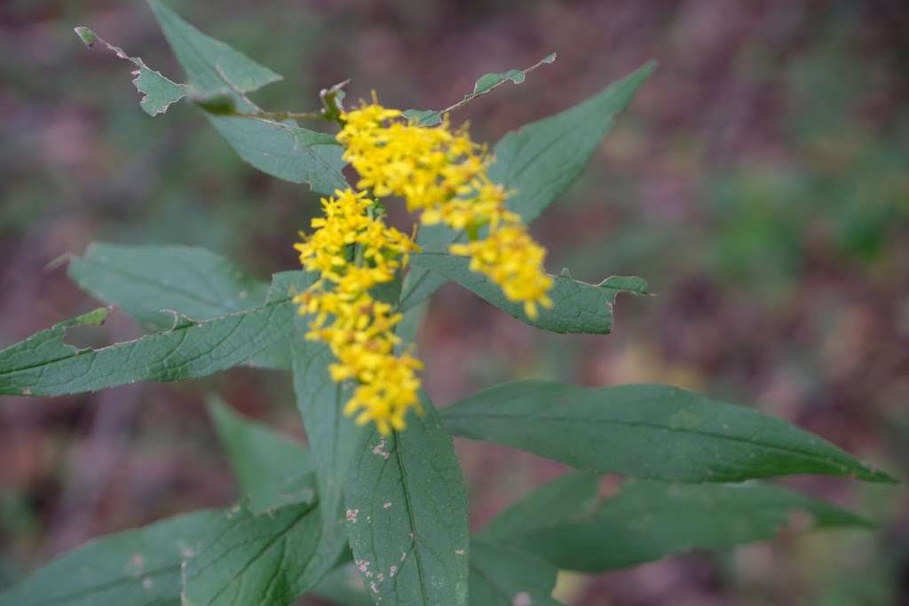 Inspiration Lake Hiking Trail | Unnamed Road, Gaithersburg, MD 20878