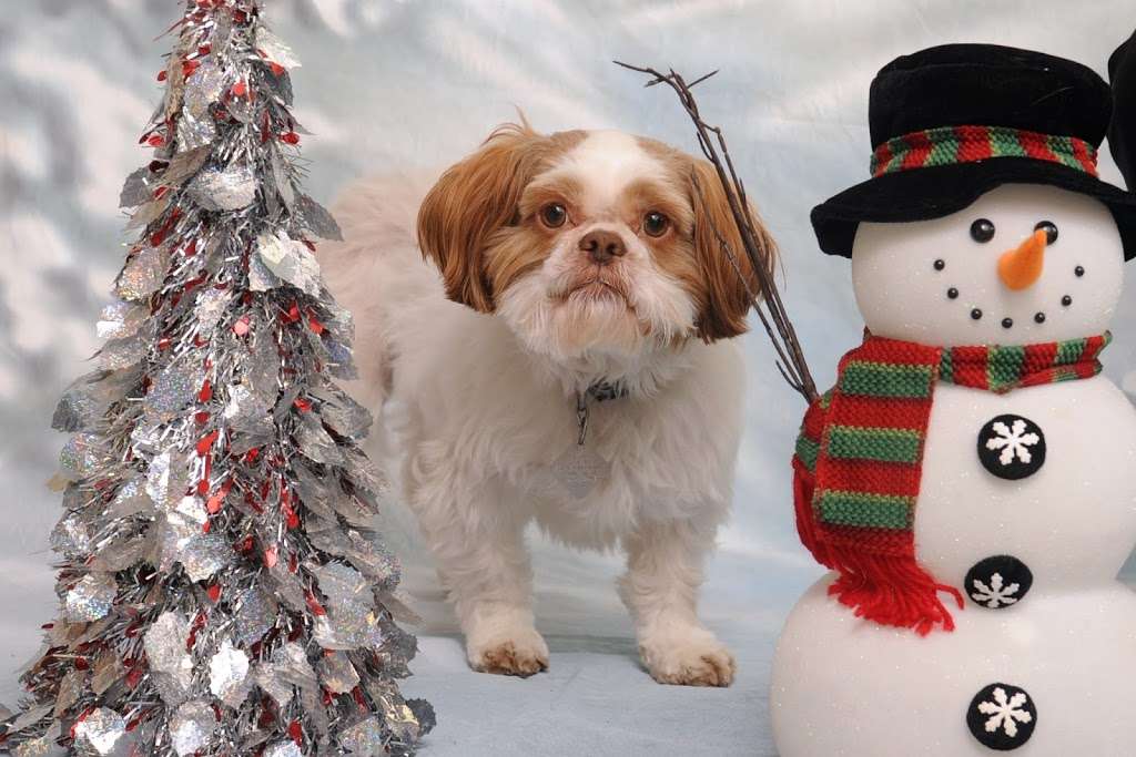 Four Seasons Animal Hospital | 10624 Randolph St, Crown Point, IN 46307, USA | Phone: (219) 663-8387