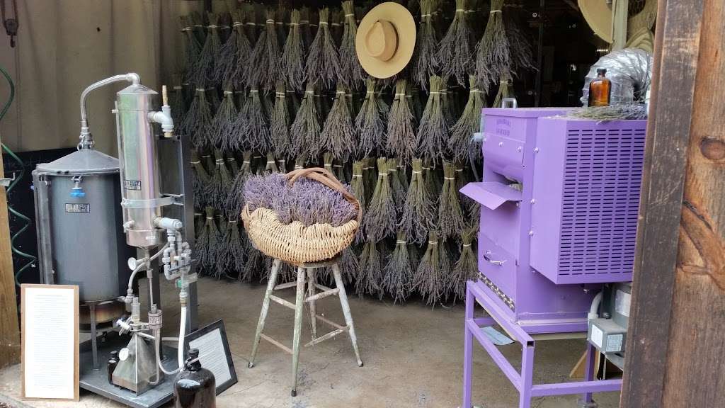 Peace Valley Lavender Farm | 802 New Galena Rd, Doylestown, PA 18901, USA | Phone: (215) 249-8462