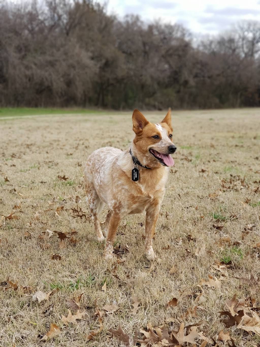 Euless Dog Park | 40621944, Euless, TX 76039