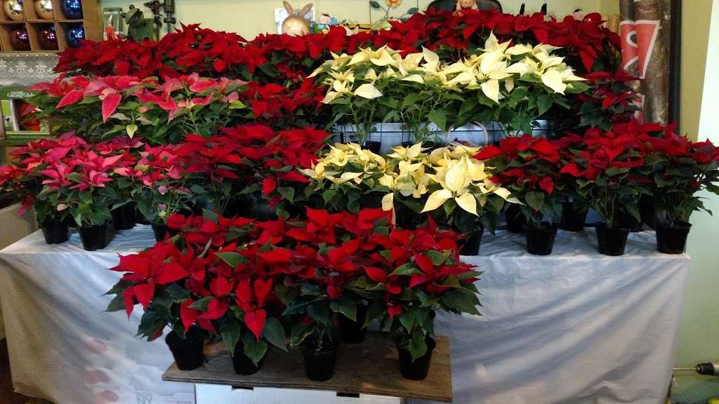 Ever Green Garden Center of Dupont | 153 Main St, Dupont, PA 18641, USA | Phone: (570) 479-2366