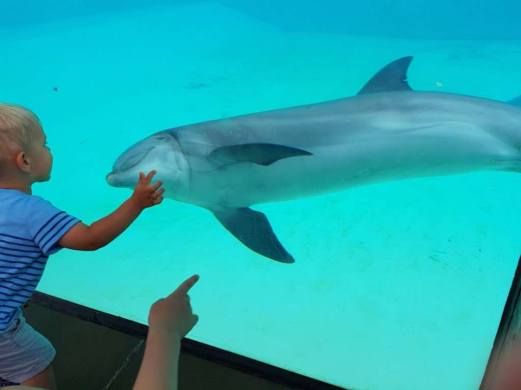 Dolphin Encounter | San Diego, CA 92109, USA