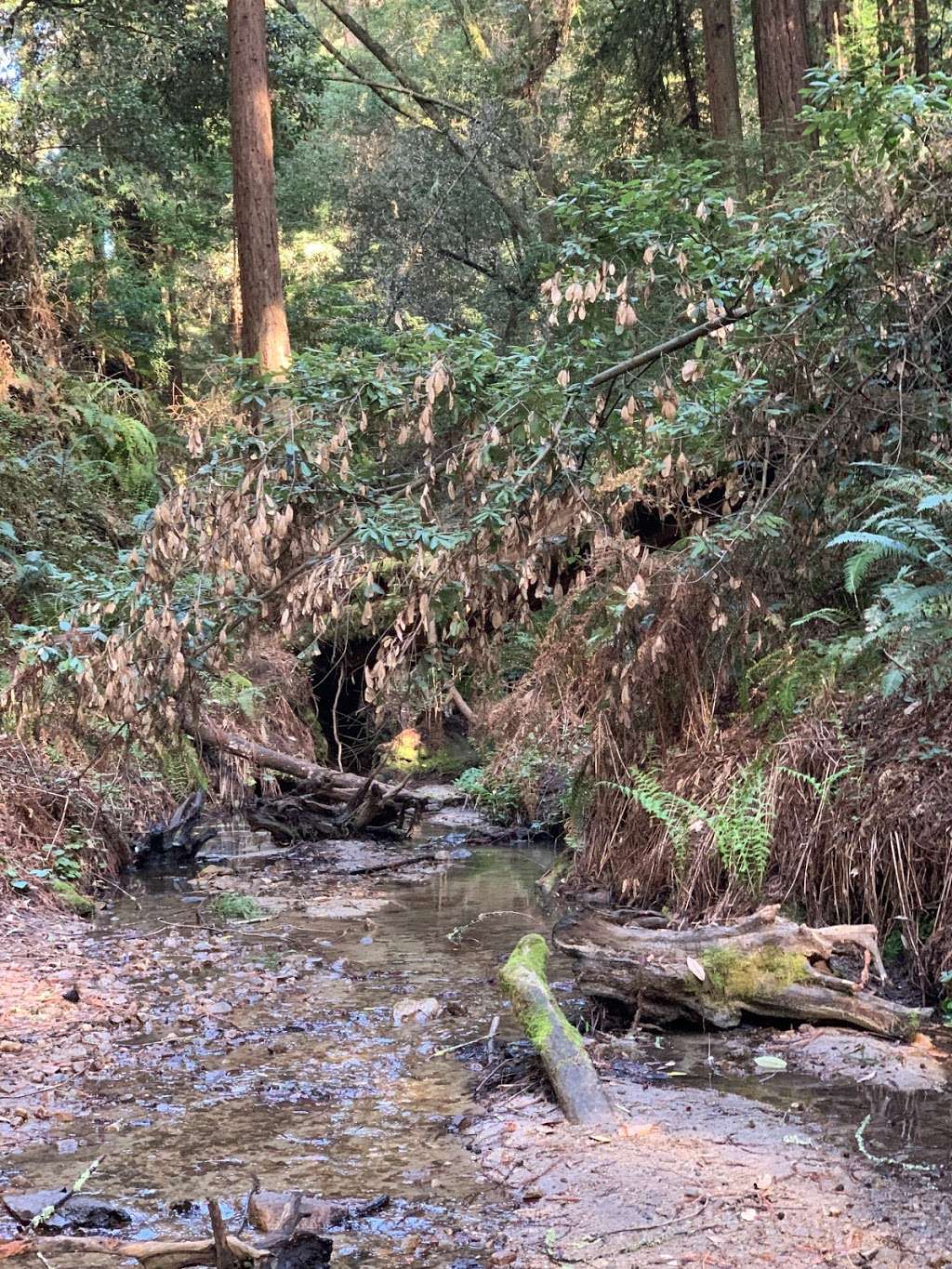 Powder Mill Trail | Powder Mill Trail, Santa Cruz, CA 95060, USA