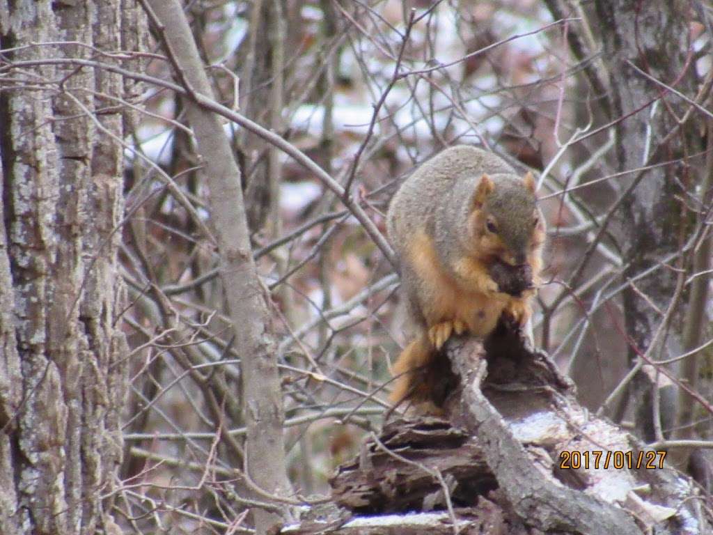 Eagles Crest Nature Preserve | Indianapolis, IN 46278