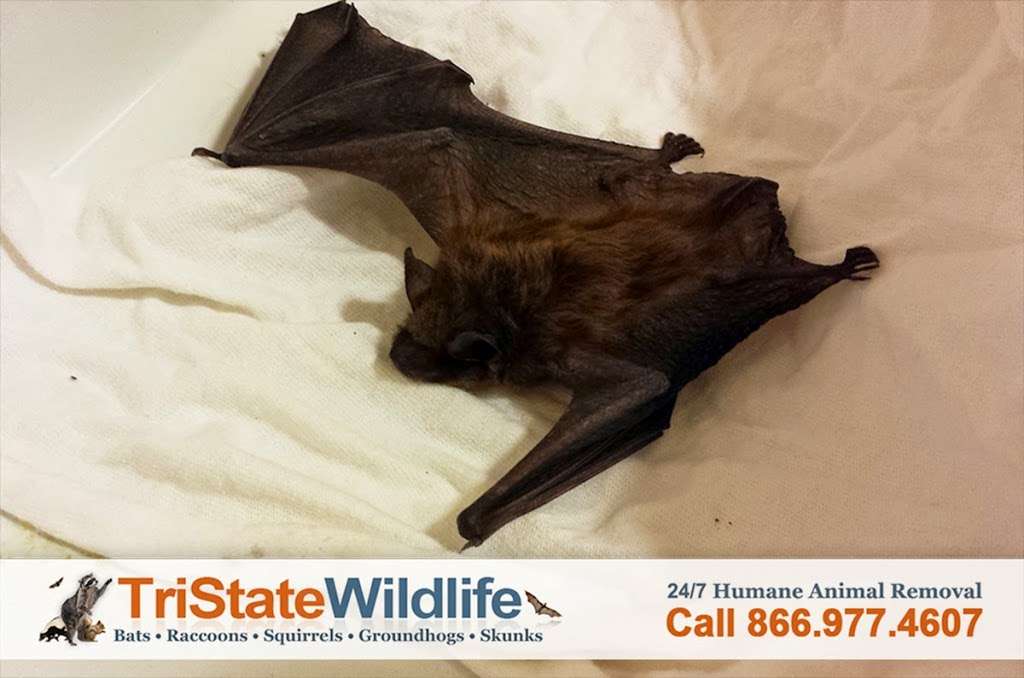 TriState Wildlife | 15 Elm Rd, Lake Peekskill, NY 10537, USA | Phone: (914) 257-3338