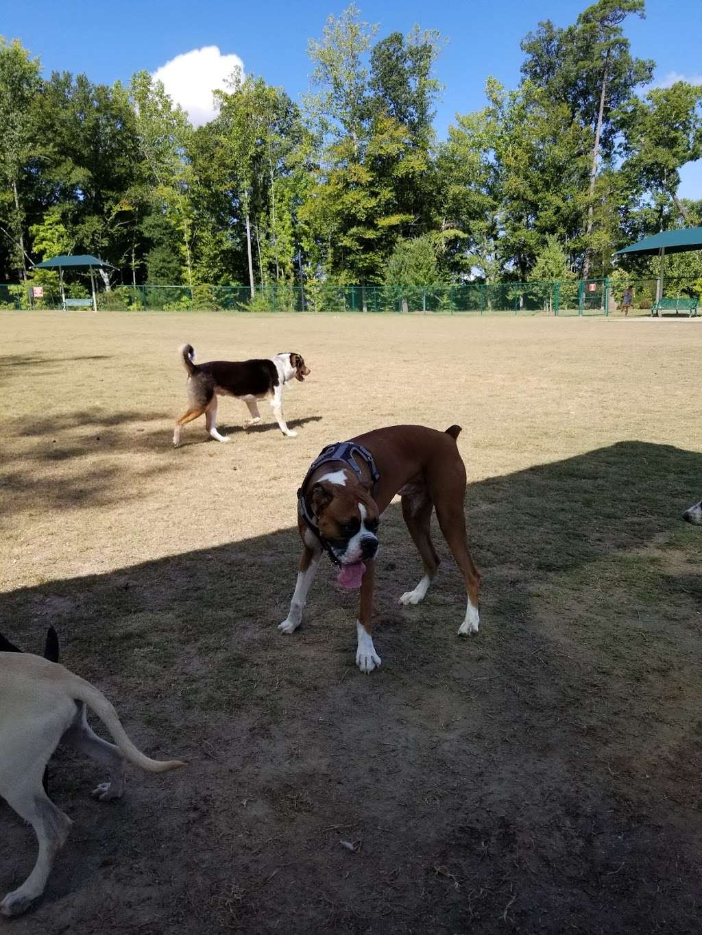 Bark Park | 8955 Weddington Rd, Concord, NC 28027, USA | Phone: (704) 920-5600