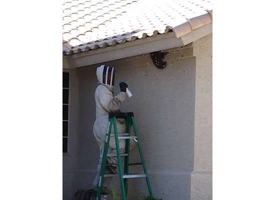 Dons Bees, Termites and Weeds LLC | 21752 N 85th Ave, Peoria, AZ 85382, USA | Phone: (623) 363-5468