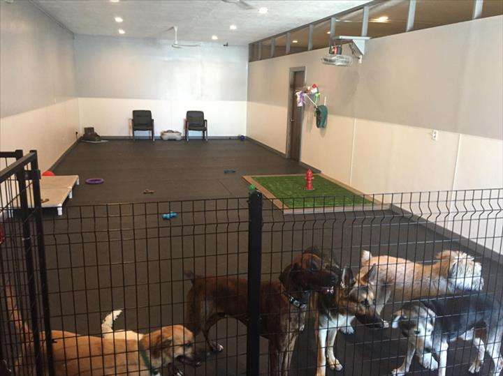 The Paws Zone - Grooming, Boarding & Dog Daycare | 209 S. Wal Crest Drive, Fairbury, IL 61739 | Phone: (815) 692-4729