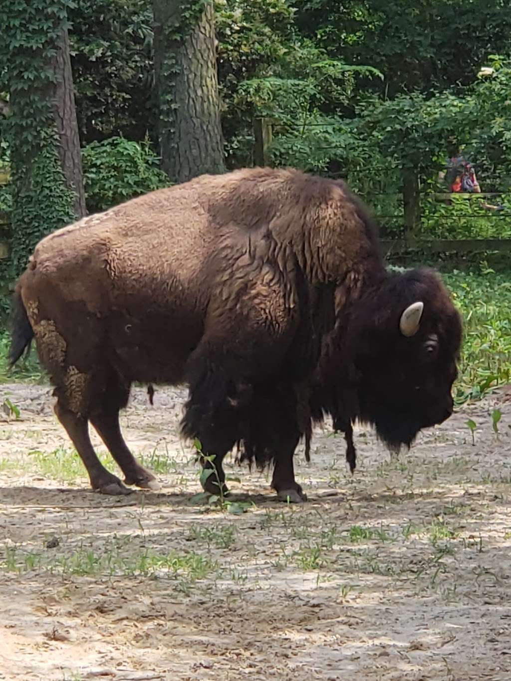 Salisbury Zoological Park | 755 S Park Dr, Salisbury, MD 21804, USA | Phone: (410) 548-3188