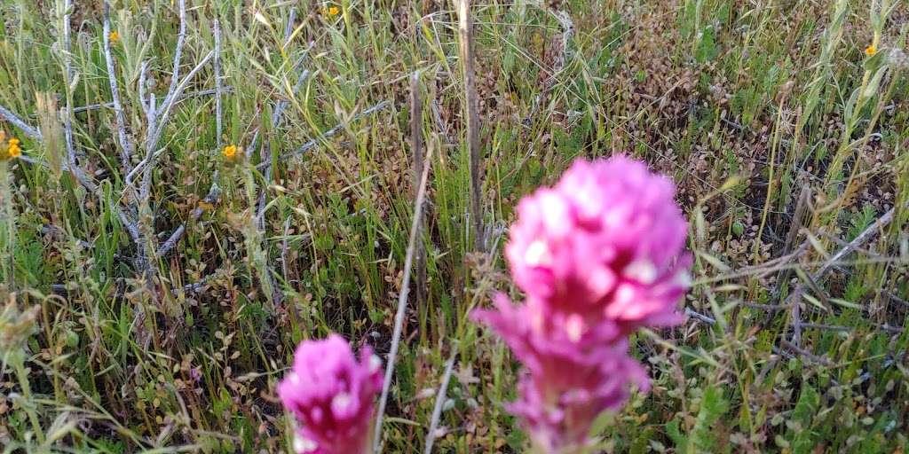 Carrizo Plain National Monument | Soda Lake Rd, Maricopa, CA 93252, USA