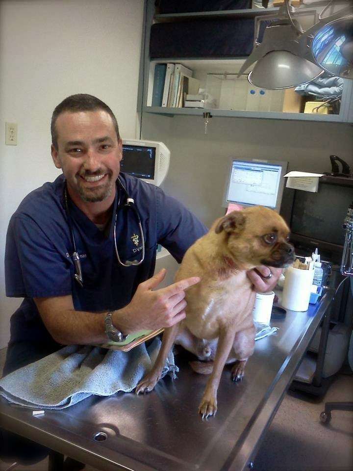 Somis Veterinary Hospital - Dr. A Singh | 5375 Bell St, Somis, CA 93066, USA | Phone: (805) 386-4143