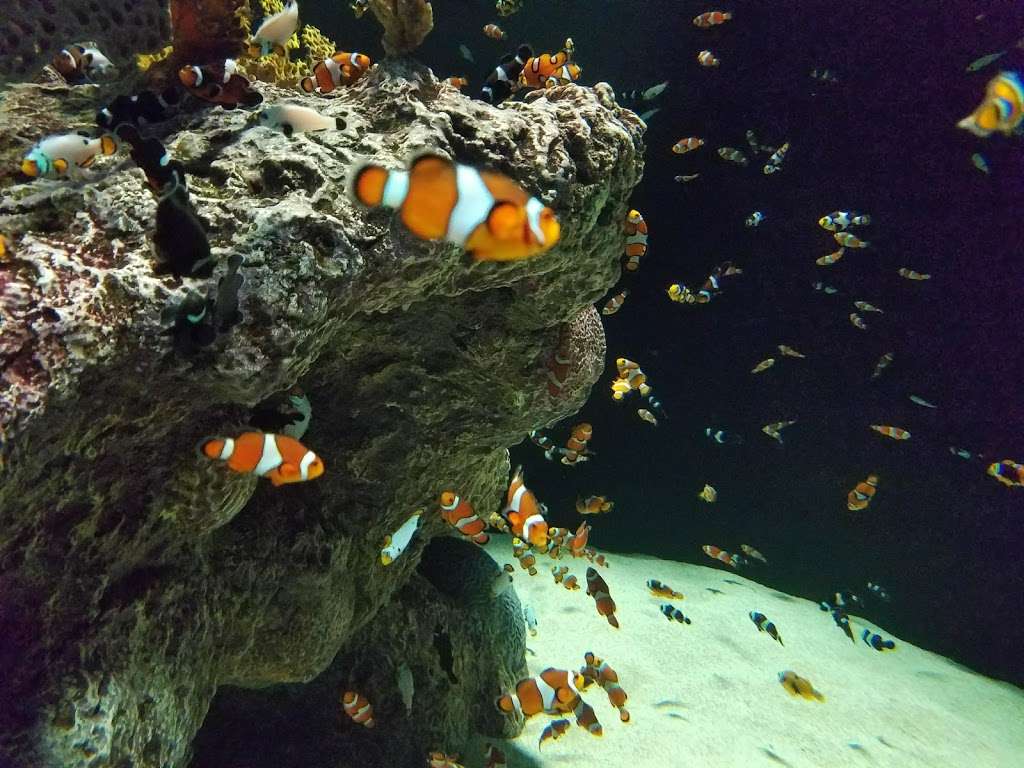 OdySea Aquarium | 9500 East Vía de Ventura Suite A-100, Scottsdale, AZ 85256, USA | Phone: (480) 291-8000