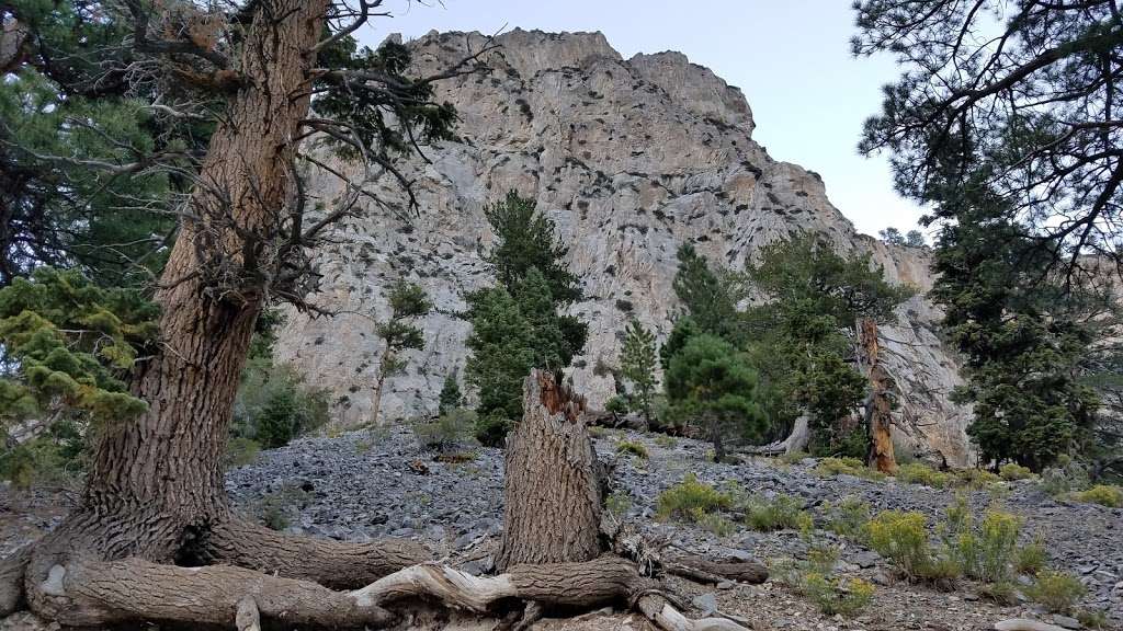 Mary Jane Falls Trail Head | 6-34 Kyle Canyon Rd, Mt Charleston, NV 89124, USA | Phone: (702) 872-5486