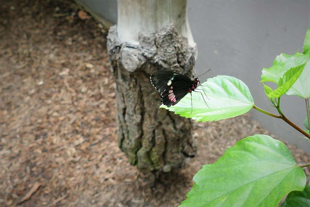 Butterfly Habitat | 1001 Fairgrounds Dr, Vallejo, CA 94589, USA | Phone: (707) 644-4000