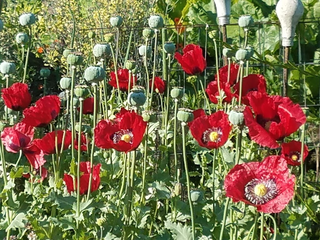 Beach Community Garden | 4629 N Campbell Ave, Portland, OR 97217 | Phone: (503) 823-7529