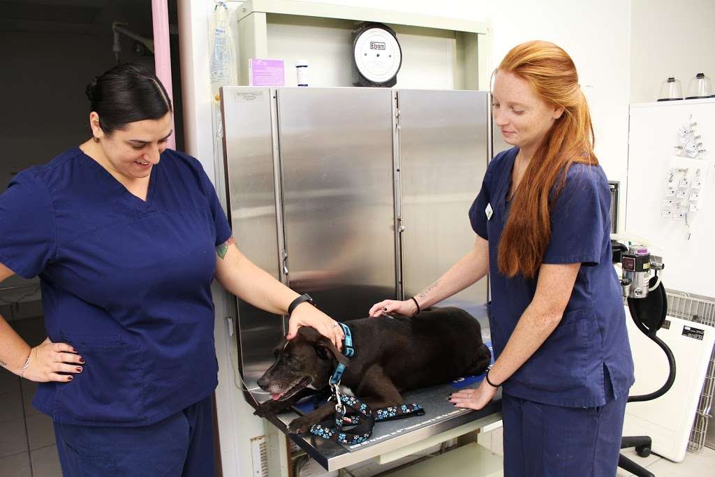 Shore Veterinarians South | 73 Hope Corson Rd, Ocean View, NJ 08230, USA | Phone: (609) 390-9113