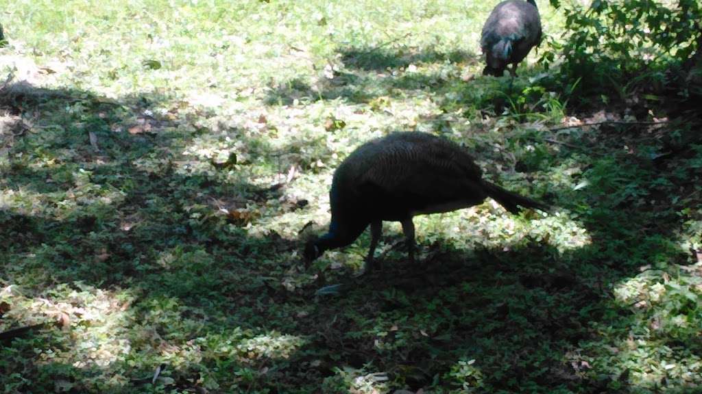 Deleon Springs Forestry Station | 5458 US-17, De Leon Springs, FL 32130, USA | Phone: (386) 985-7865 Deleon Springs Forestry Station | 5458 US-17, De Leon Springs, FL 32130, USA | Phone: (386) 985-7865