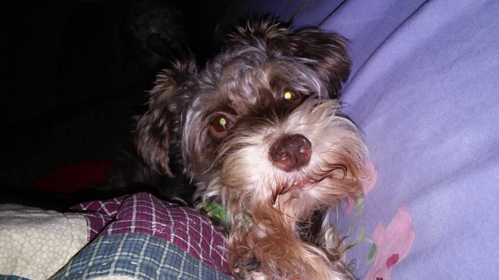 Oak Grove Animal Hospital | 110 Robbins Rd, Durham, NC 27703, USA | Phone: (919) 598-0001