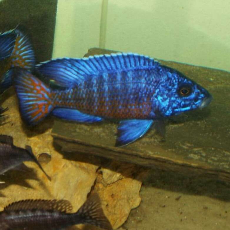 Datz Cichlids and Reptiles | 4553 Prime Pkwy, McHenry, IL 60050, USA | Phone: (708) 550-4651