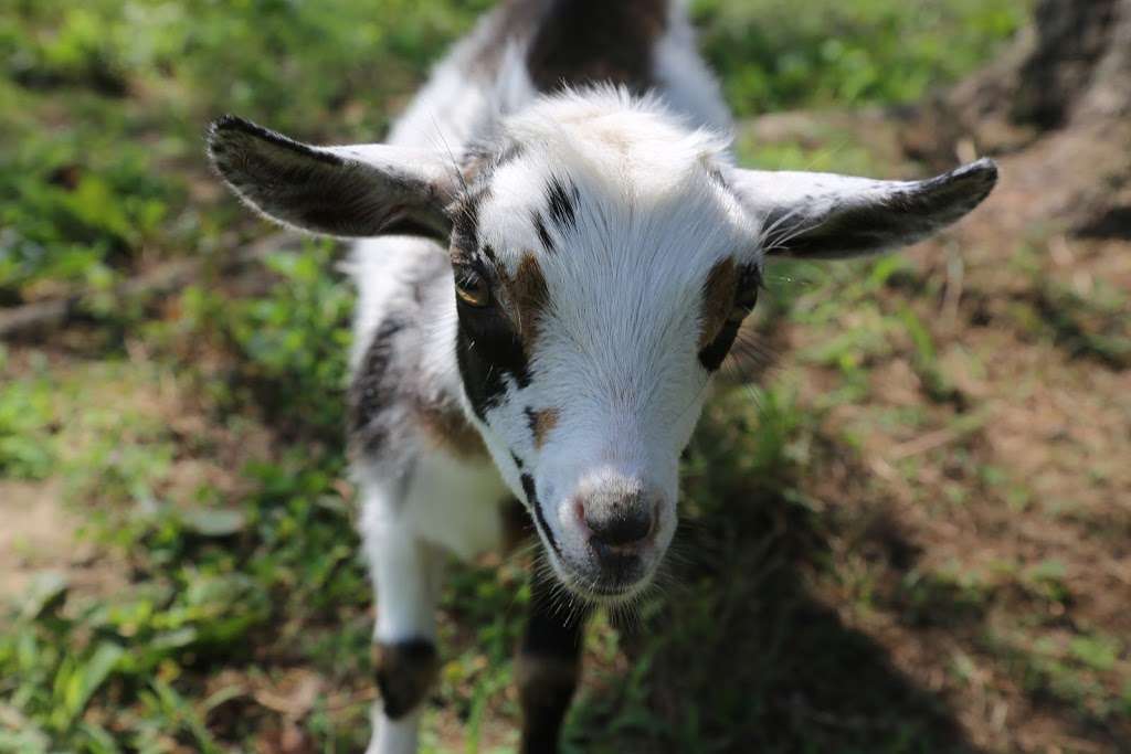 Happy Goat Lucky Yoga | 1212 Westfield Rd, Noblesville, IN 46062, USA | Phone: (317) 584-0135